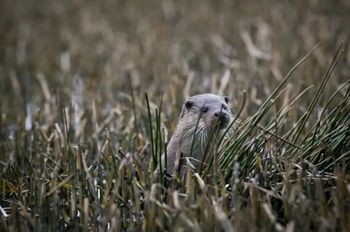 cache cache avec la loutre étang moulin neuf Plounérin Samuel Jouon