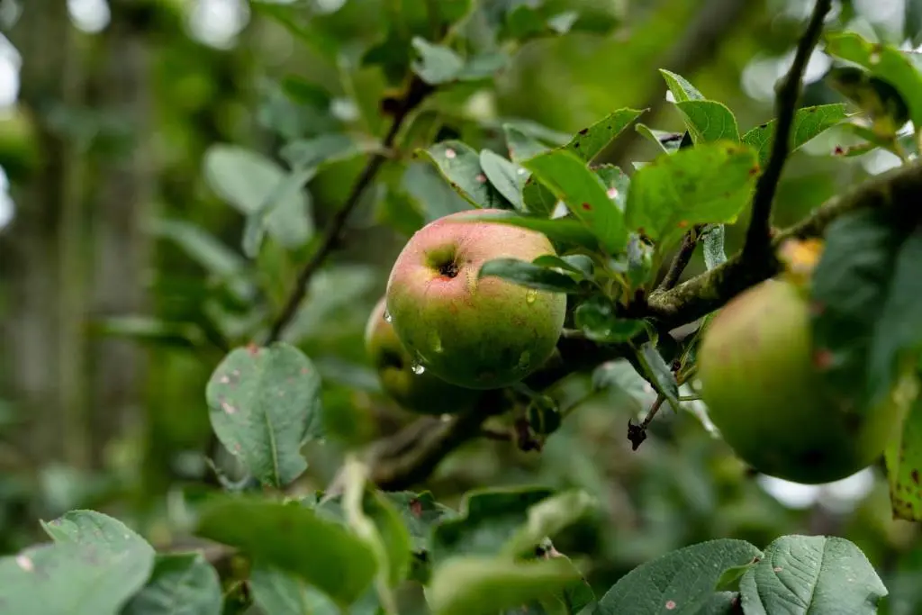 Créer son verger bio