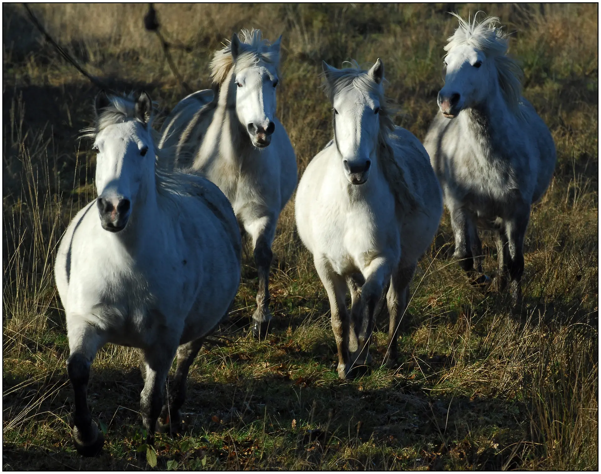 etang-du-moulin-neuf-plounerin-christian-roche-declicarmor2007