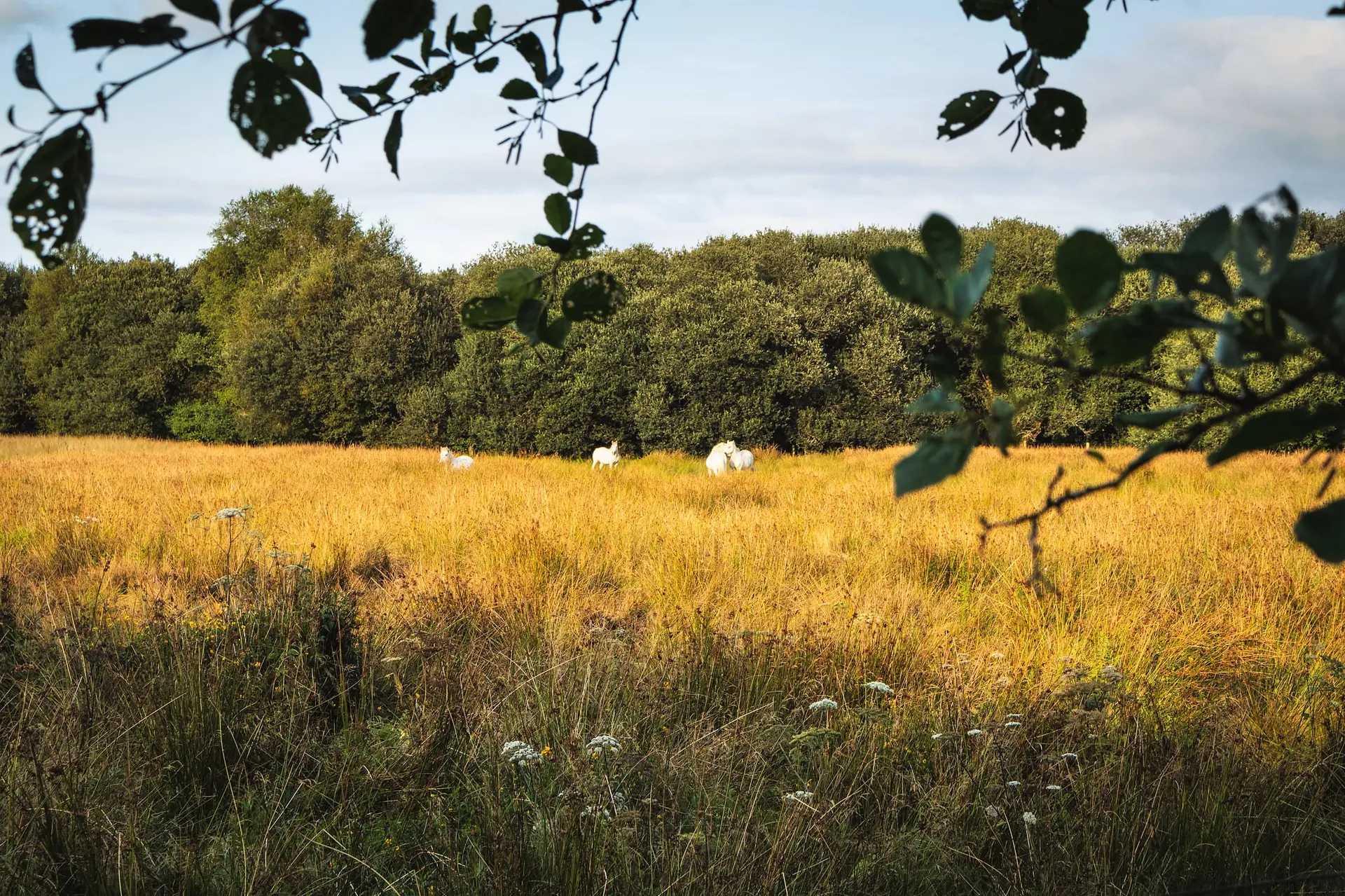 Etang Neuf Plounérin