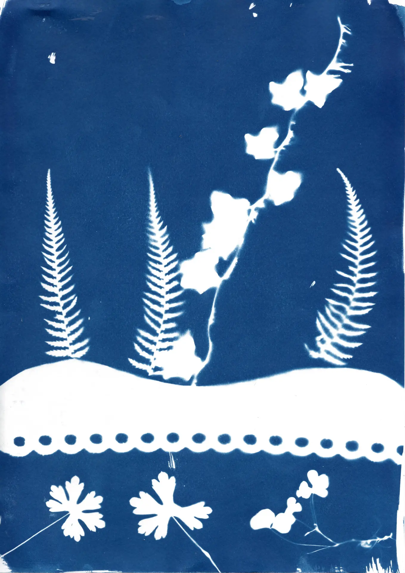graine de RS cyanotype