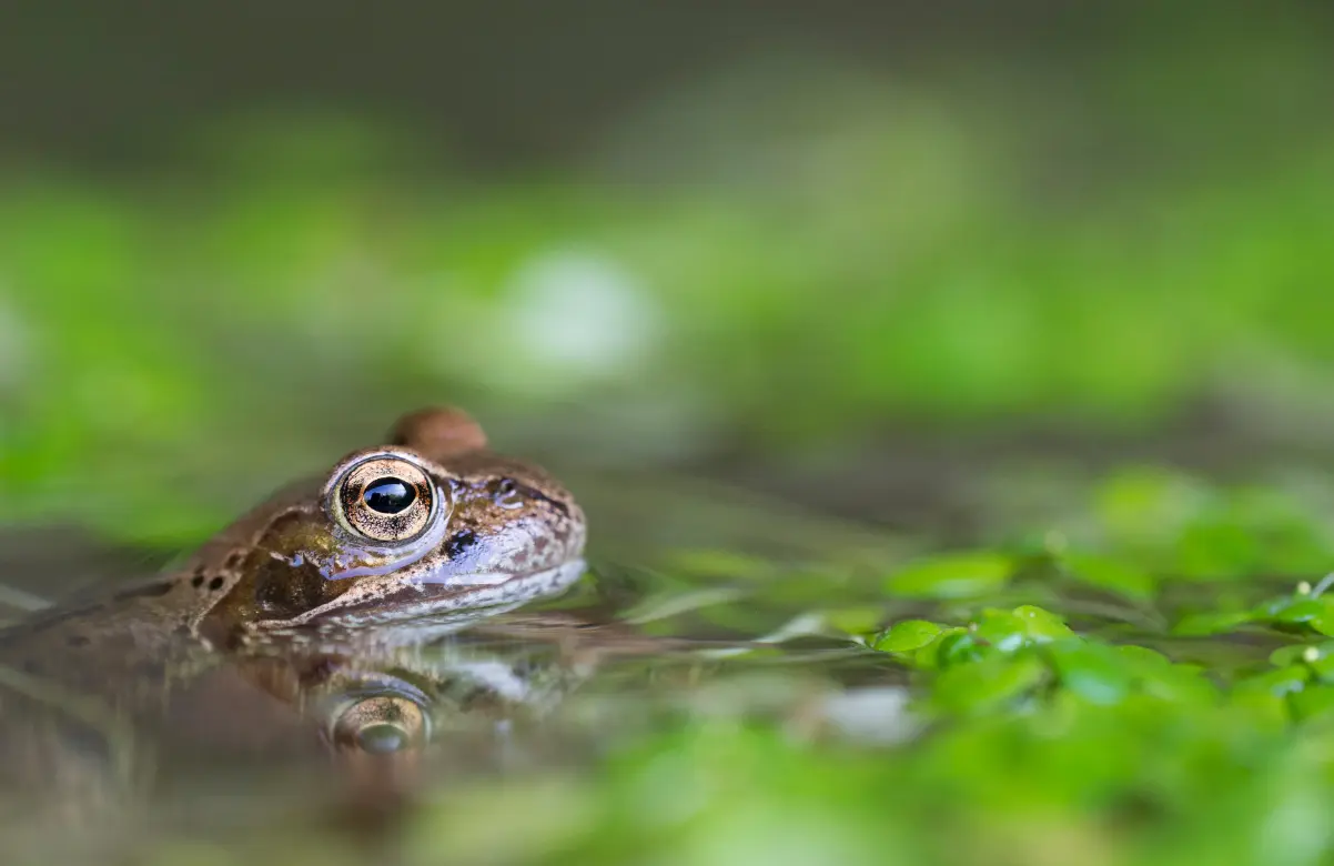 grenouille-samuel-jouon-2