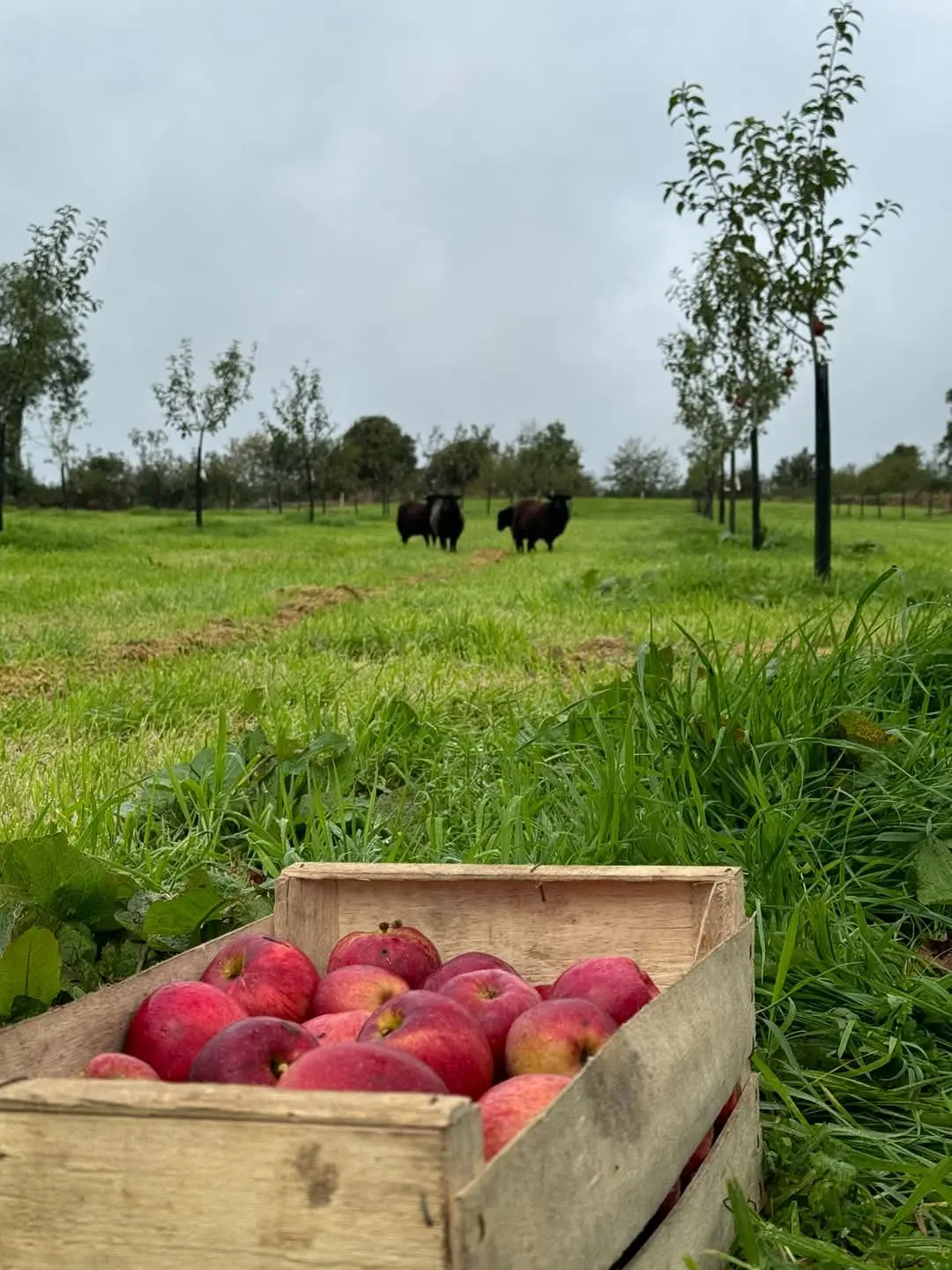 les vergers et les moutons