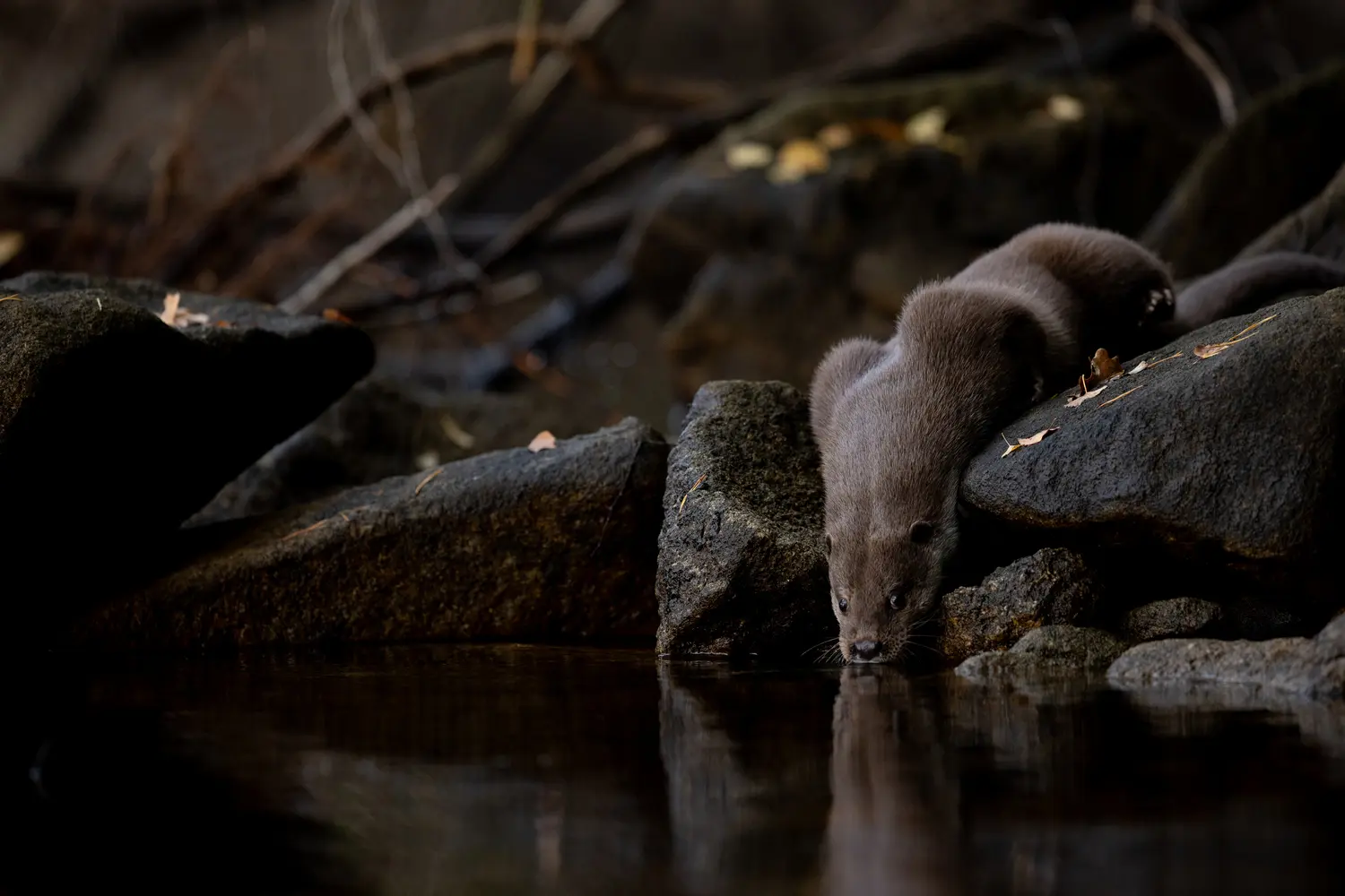 loutre