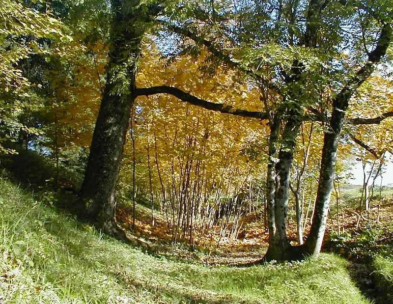 Jardin d'Hélys