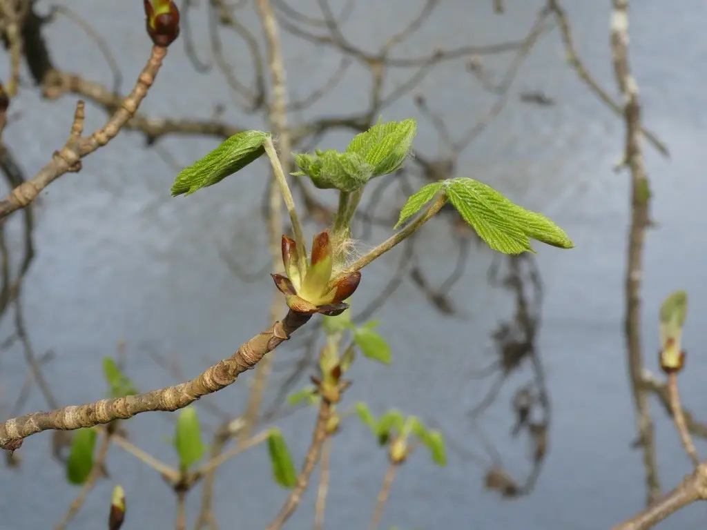 4-plan-branche-bourgeon