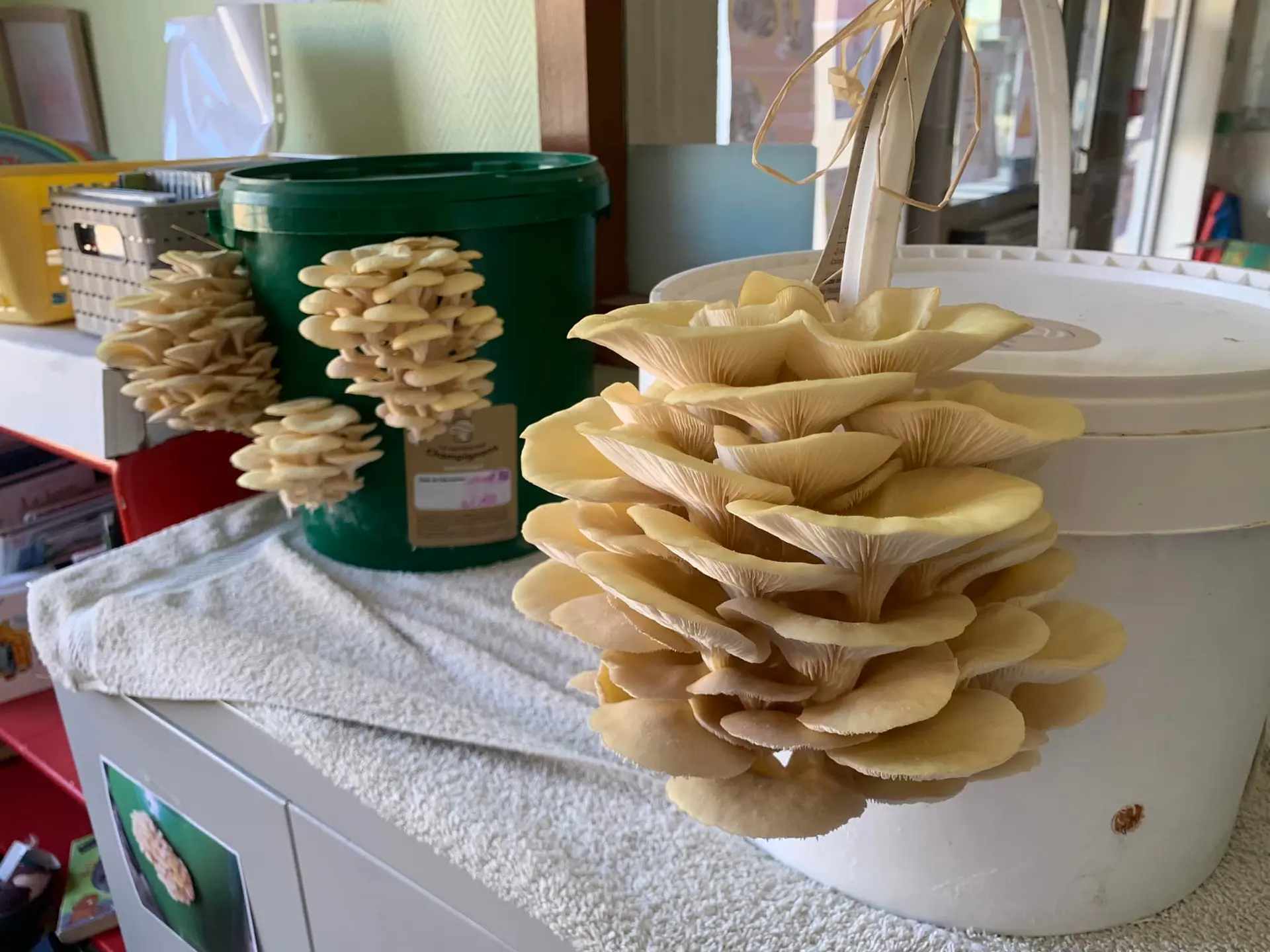La Carrière aux Champignons