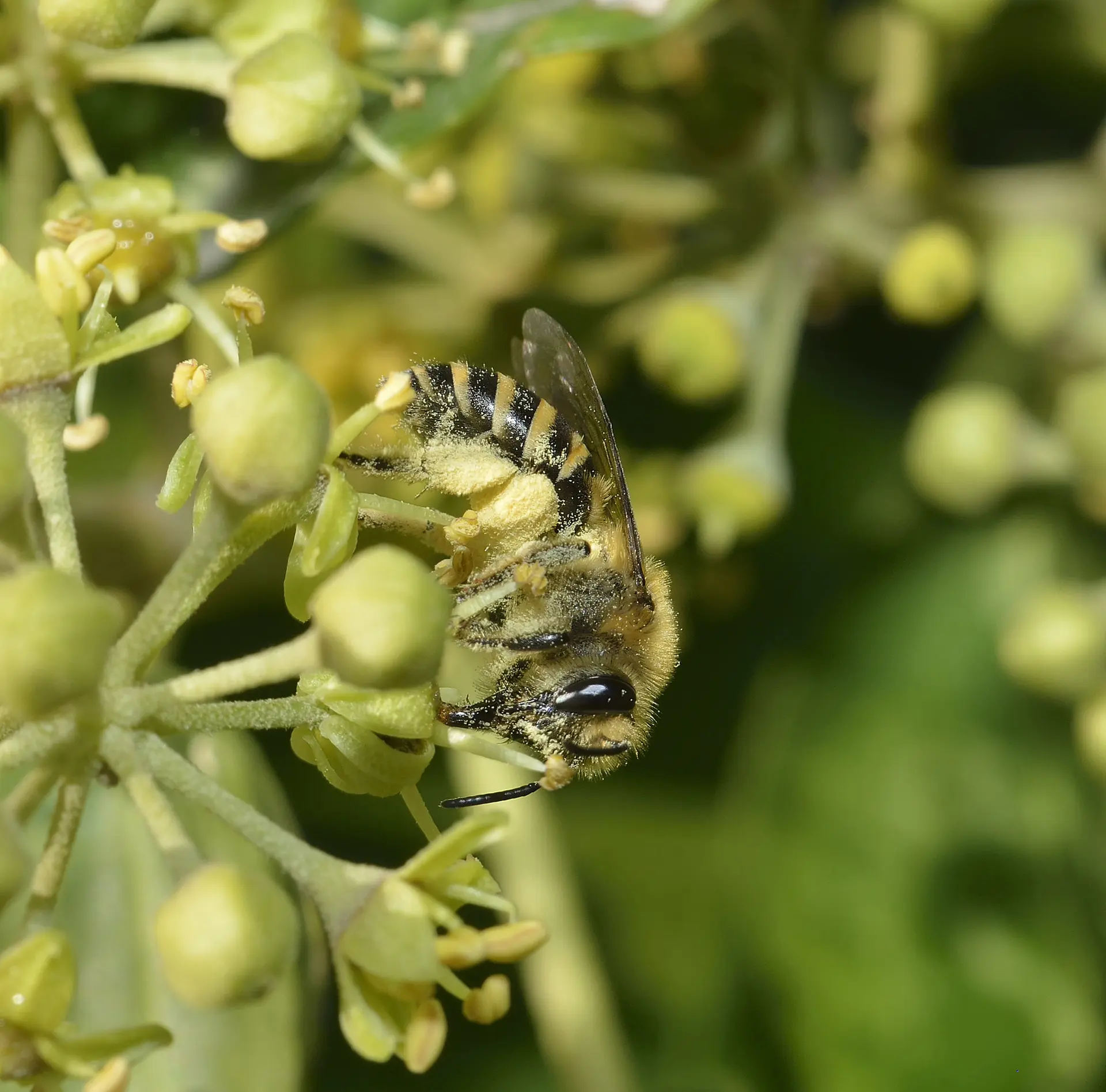 49_Colletes hederae female- David Genoud