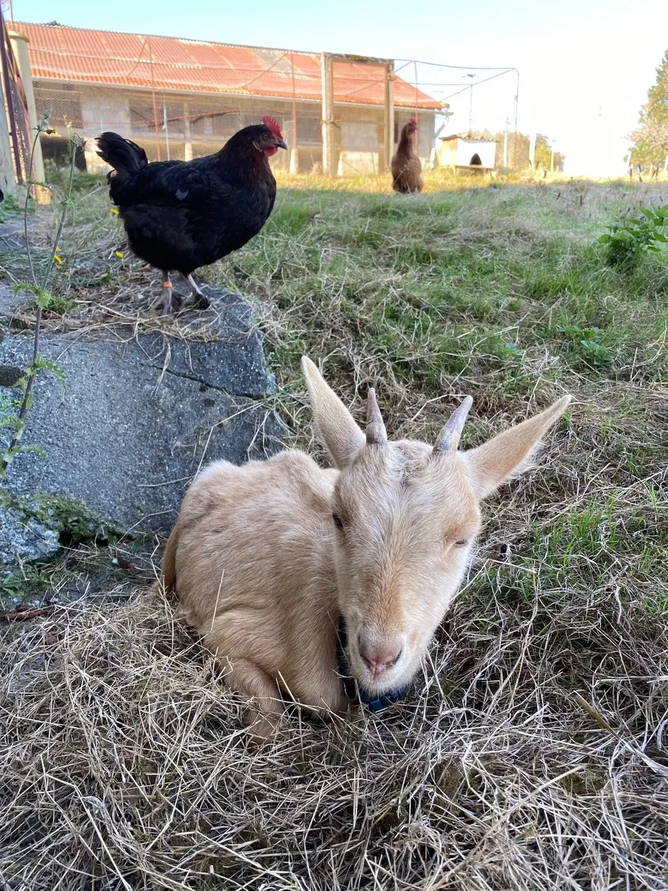 Poule et chèvre