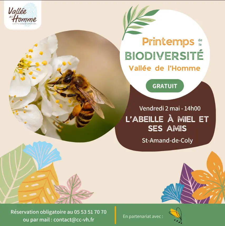 02052025_l'abeille à miel_St Amand de Coly