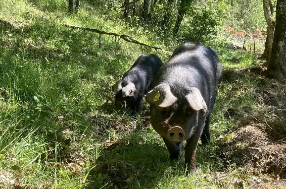 2-Ferme de la massinie