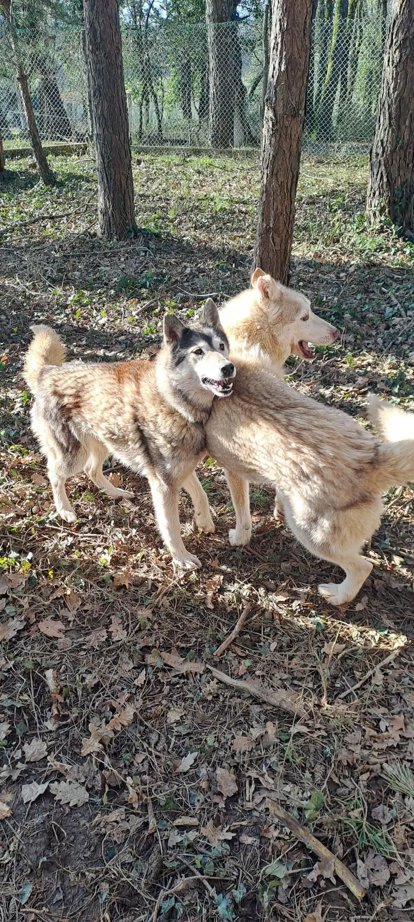 2025 ÉTÉ ACTIF Cani Rando Soudat