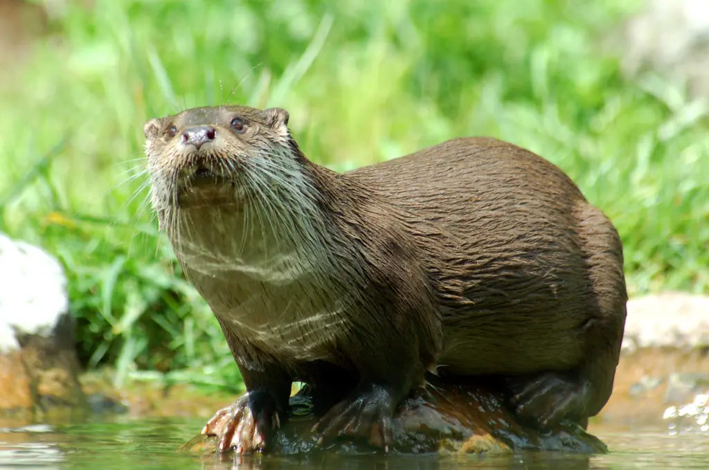 37_Loutre2©Dbhack88