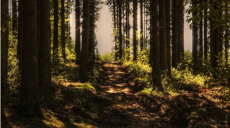 trees©NoName13 de Pixabay
