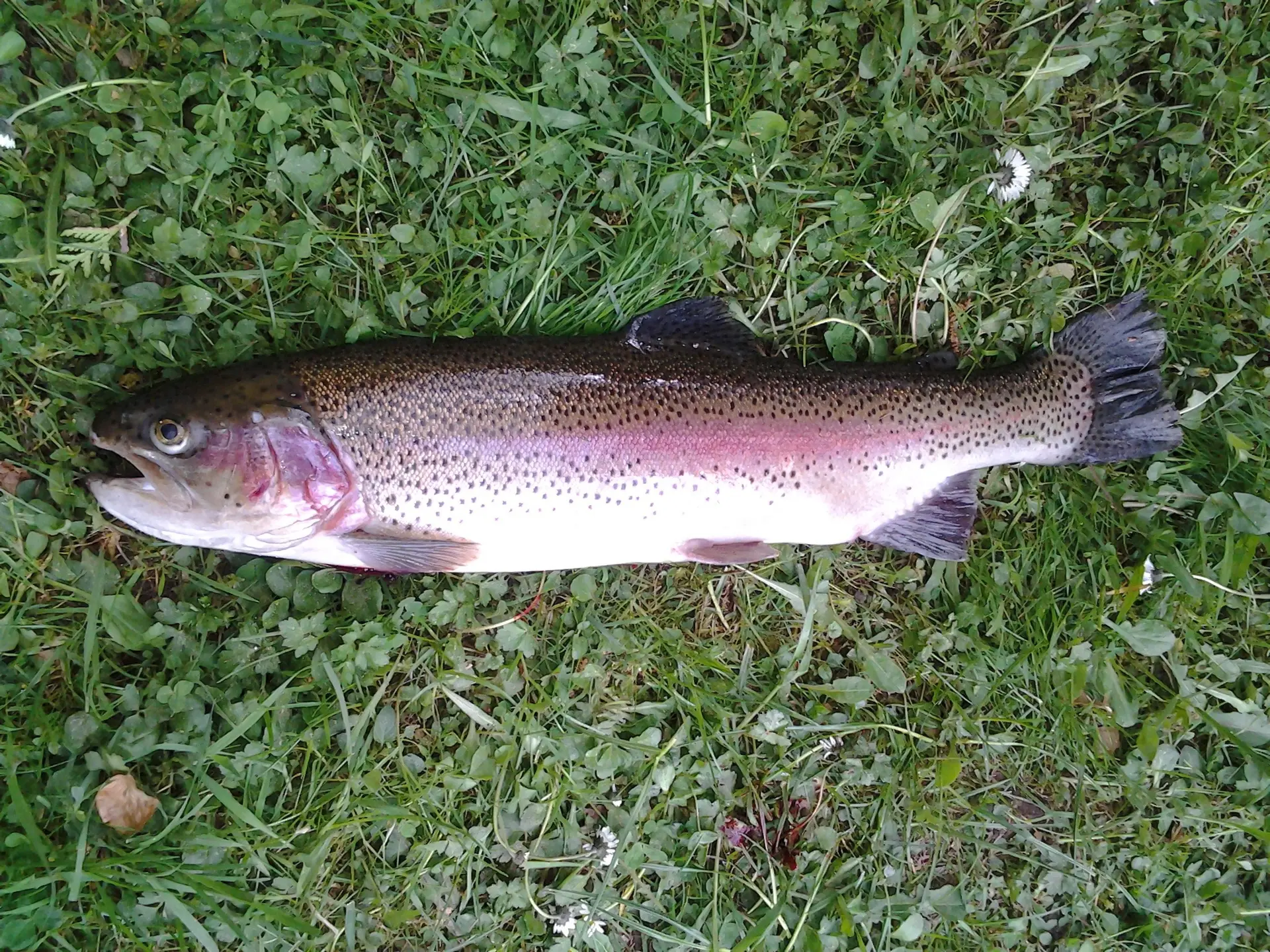 waldiwkl-rainbow-trout-340352