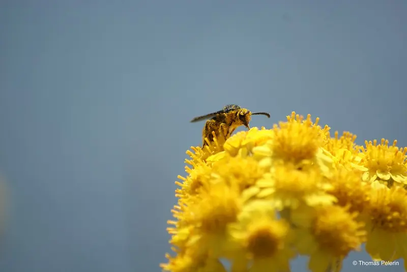 Périgord Inattendu - Accueil à la ferme, Abeilles sauvages