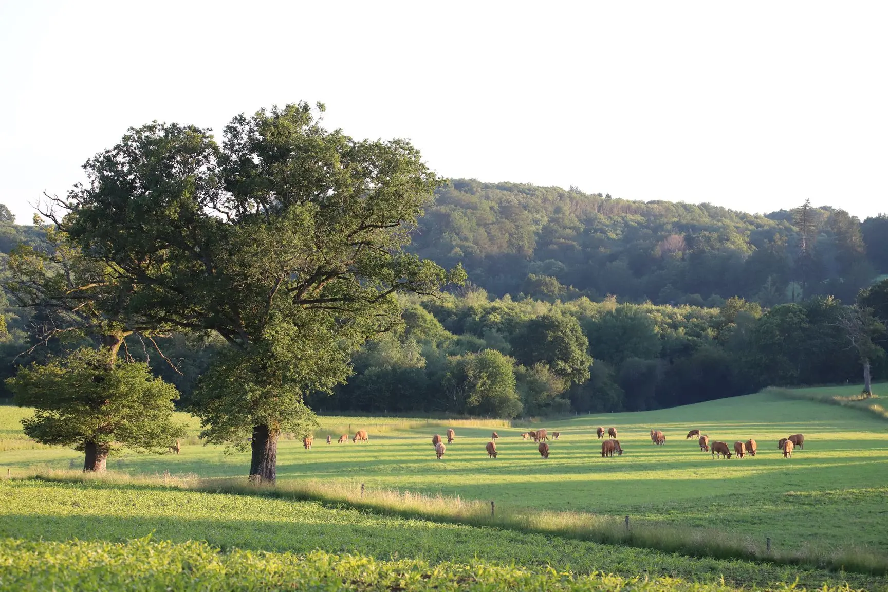 Biodiversite-Perigord-Limousin_©GaetanMouly (4)