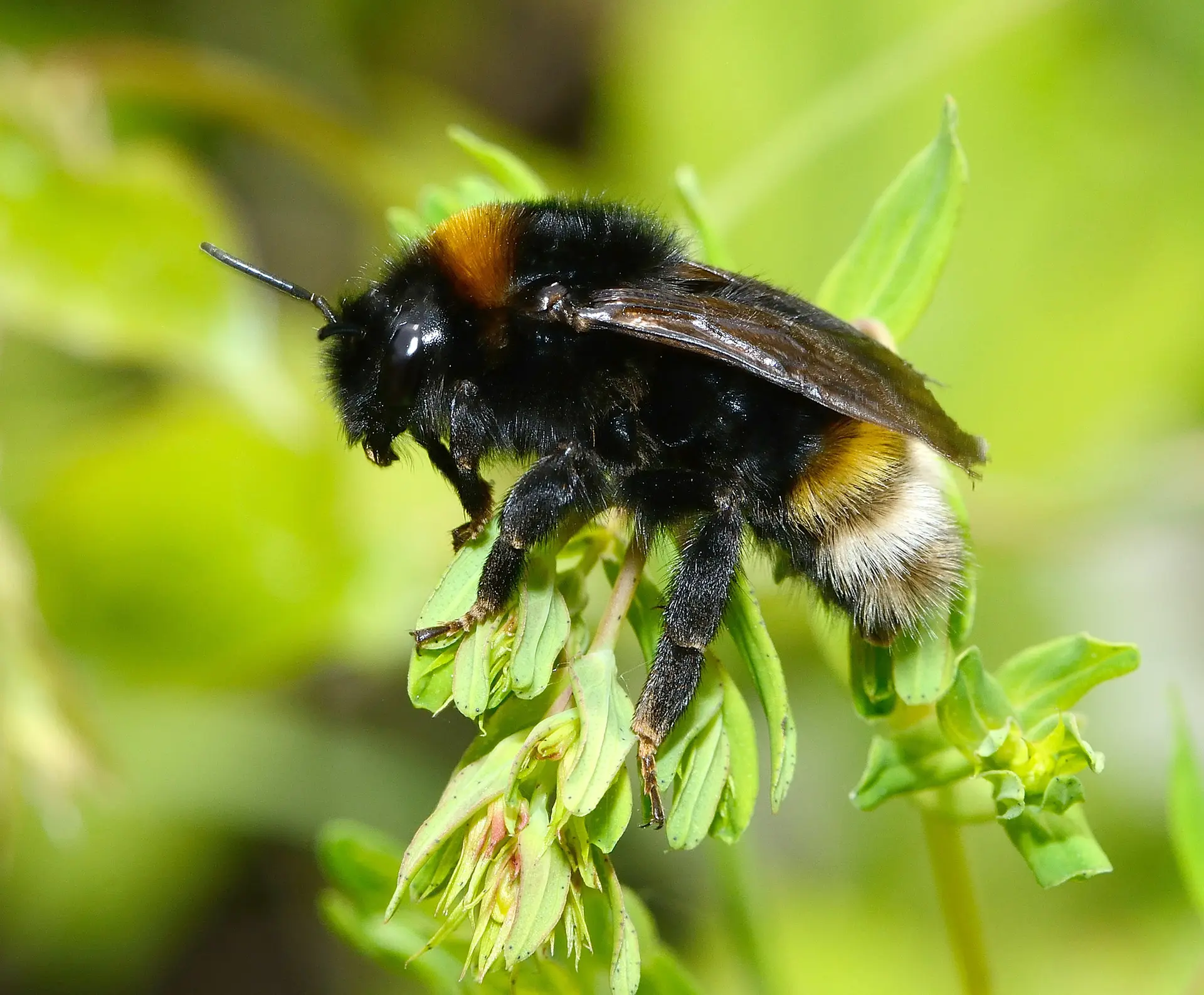 Bombus vestalis female @david Genoud