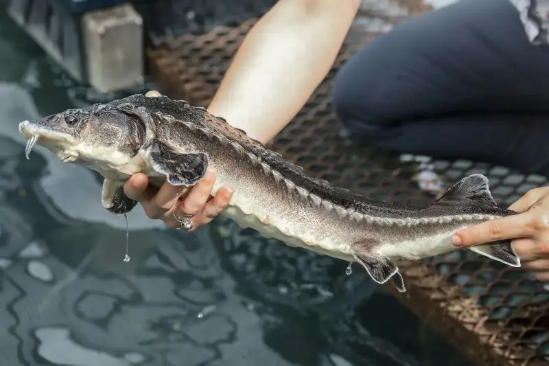 Caviar-Perle-Noire---ALEVIN-GUELDEN---c-luc-foret