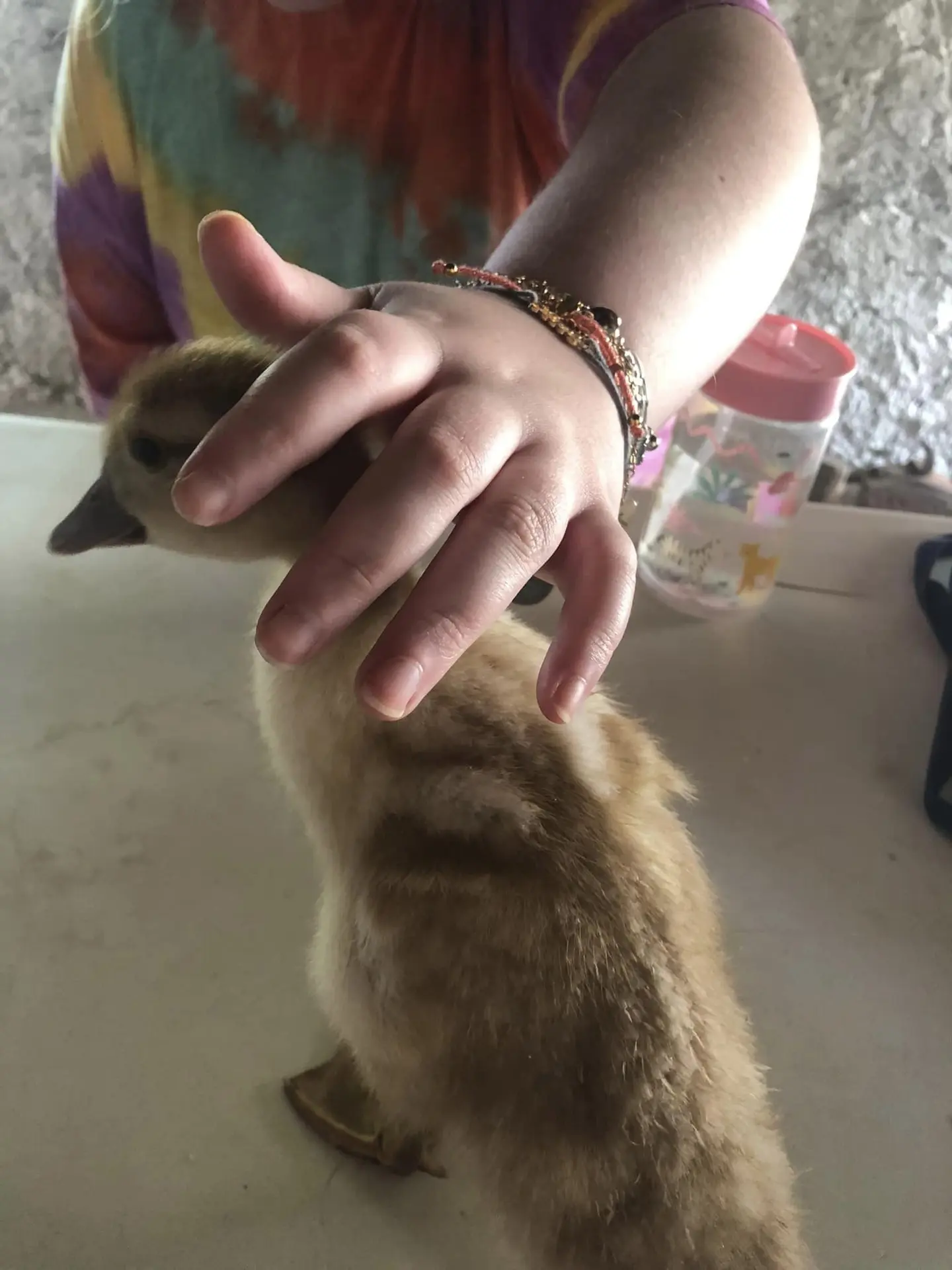 Ferme La Tuilière 06 soins aux animaux