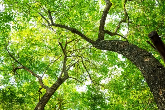 Forêt