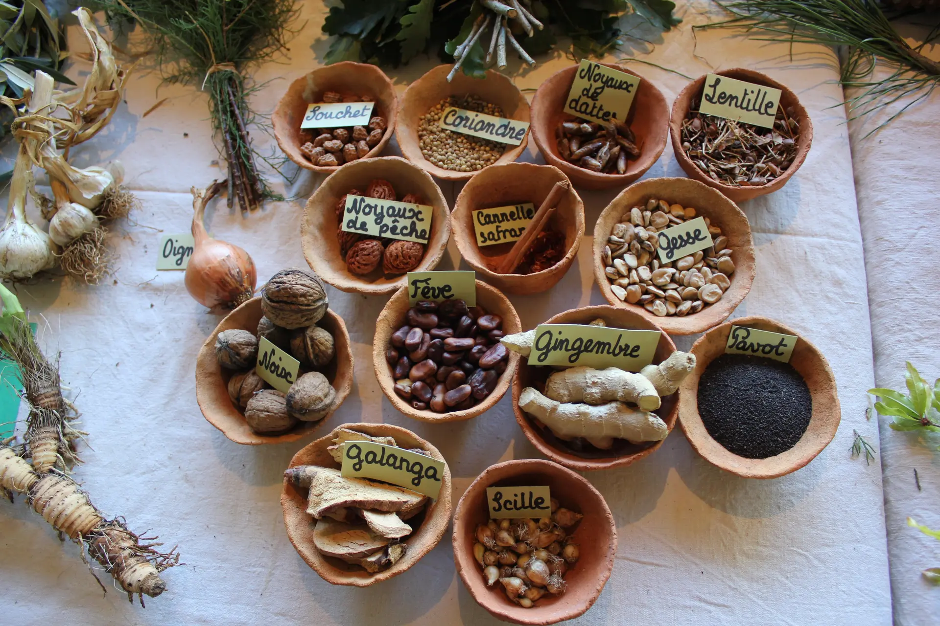 Plantes médicinales
