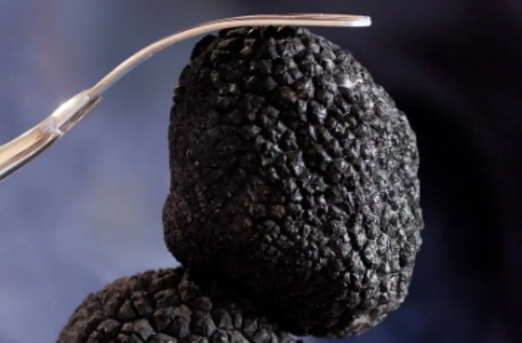 Marché de la truffe