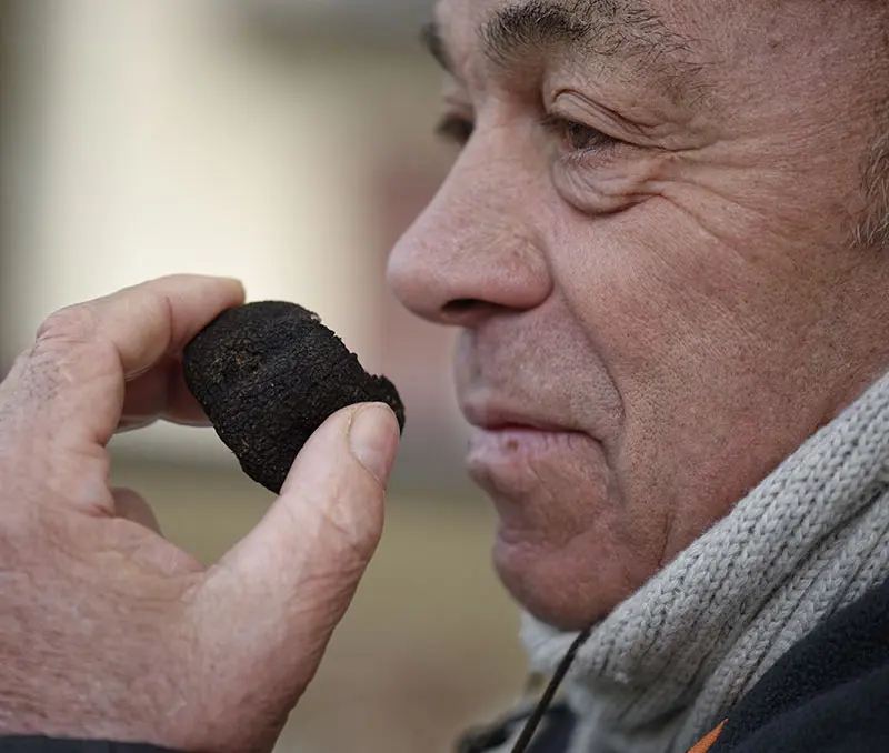 Marche-truffes-SteAlvere