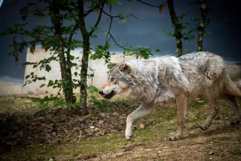 PCU_Parc du Thot_arrivée-loups 1-l-Django-Dan-2387_thonac_mai 2017©Dan Courtice