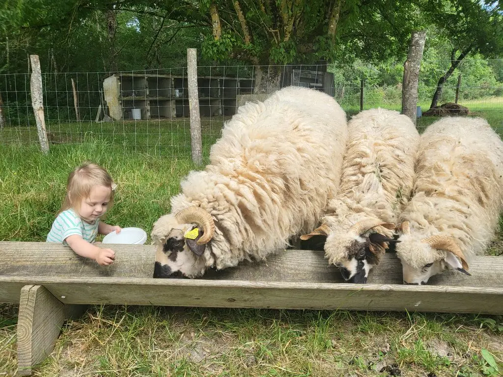 PetitFermier_Moutons - ferme à Roulettes