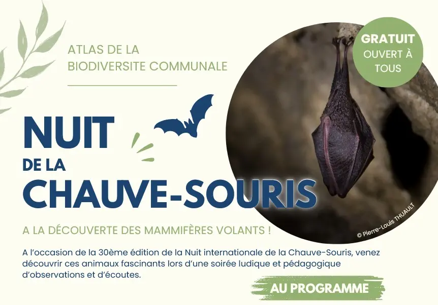 aout 8 chauve souris