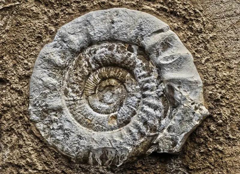 ammonite-3235509_1280©Wolfgang Eckert de Pixabay
