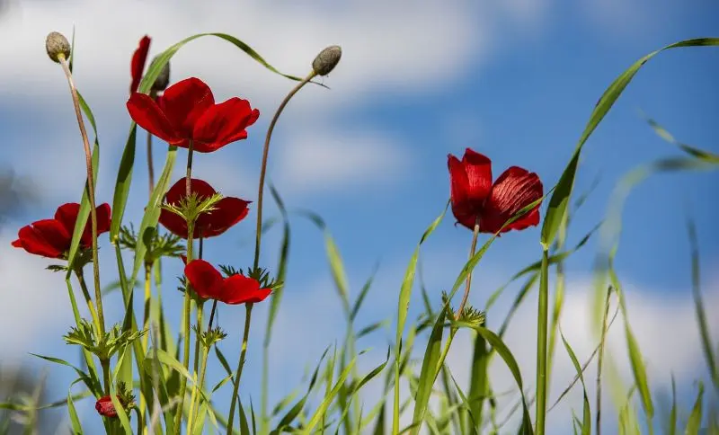 anemone©Nimrod Oren de Pixabay