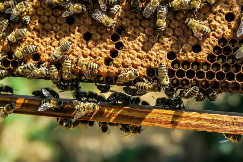 apiary-1867537-1920