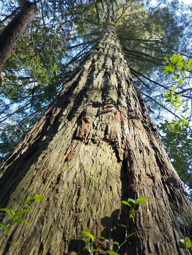 arbre