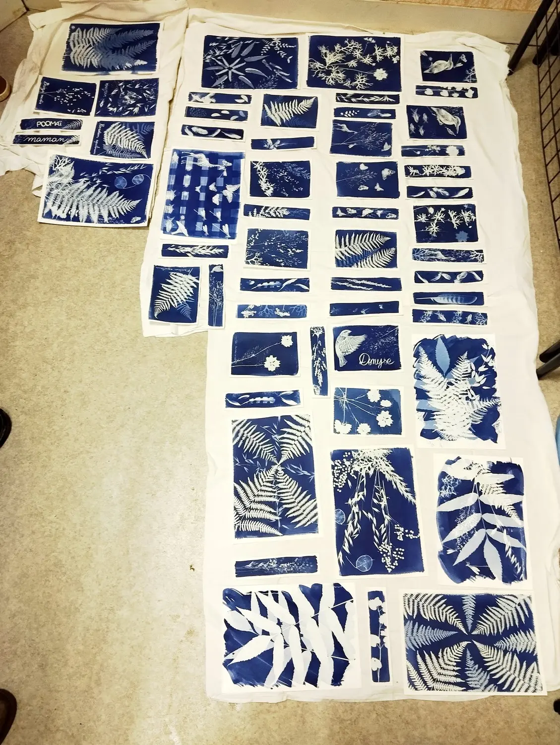 atelier cyanotype 4