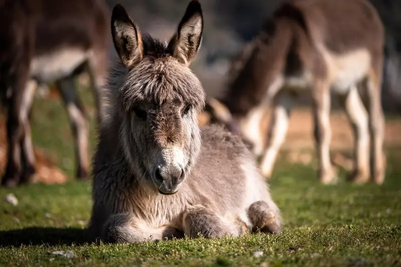 atlantios-donkey
