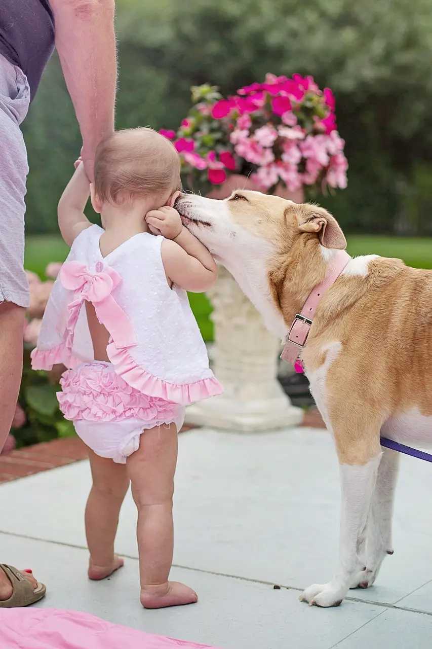 Bébé et chien