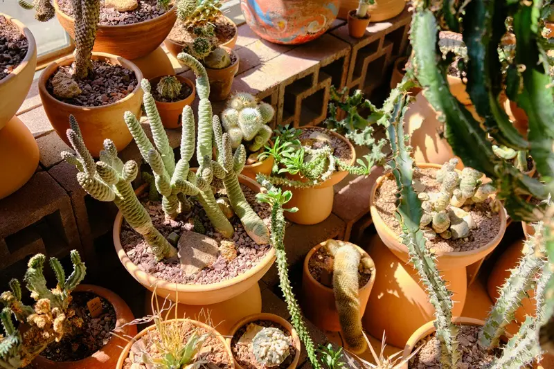 Troc aux plantes