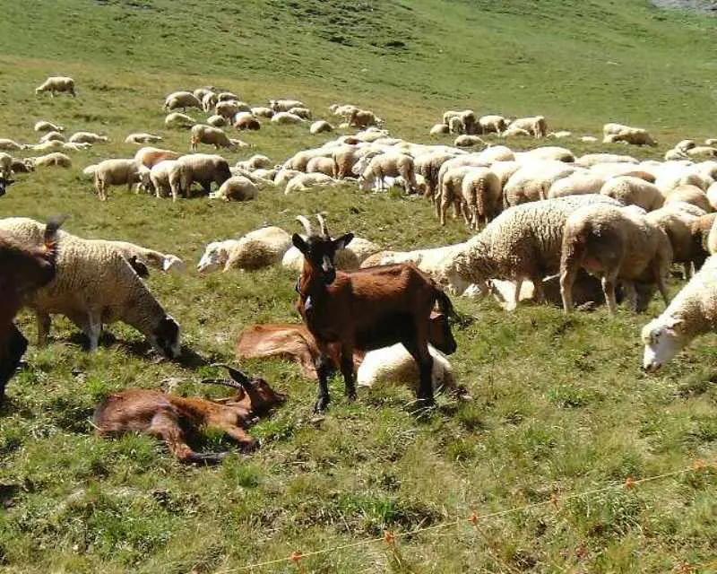 Périgord Inattendu - Accueil à la ferme,, chèvres et moutons