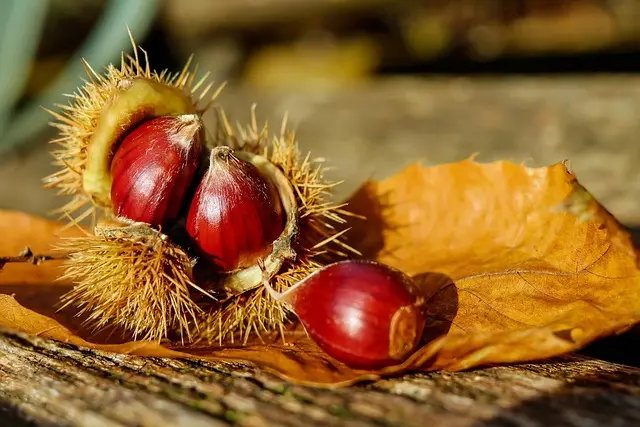 chestnut-1784282_640