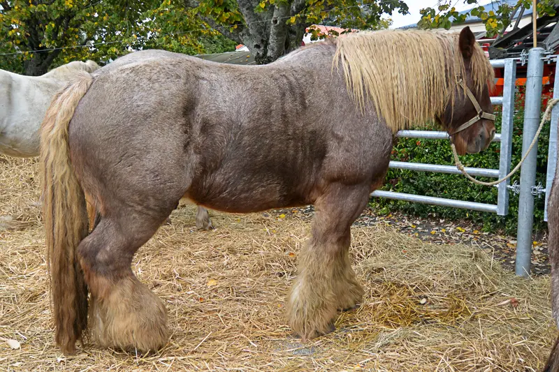 comice-agricole Lanouaille S (13)