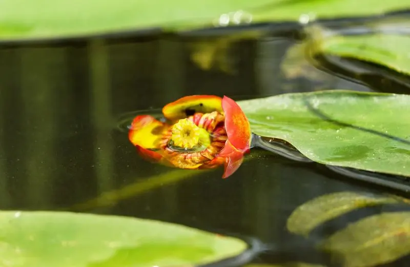 couleur-water-lily-1564501©Ilona Frey de pixabay