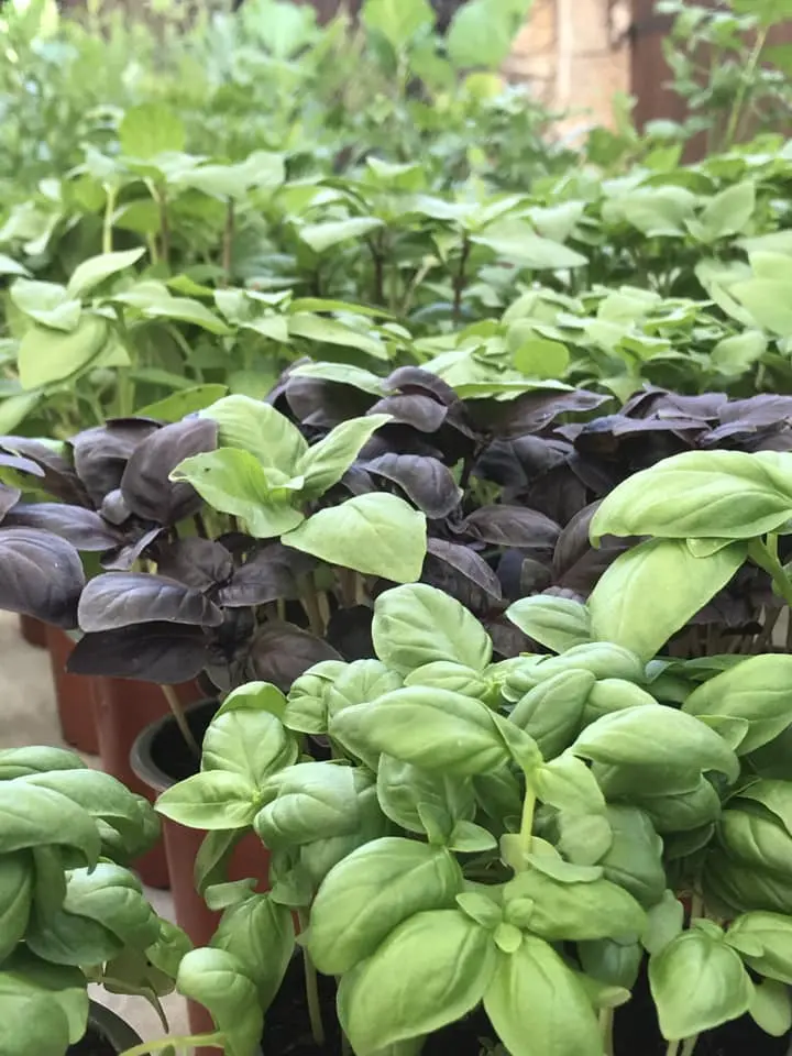 de la terre aux saveurs 06