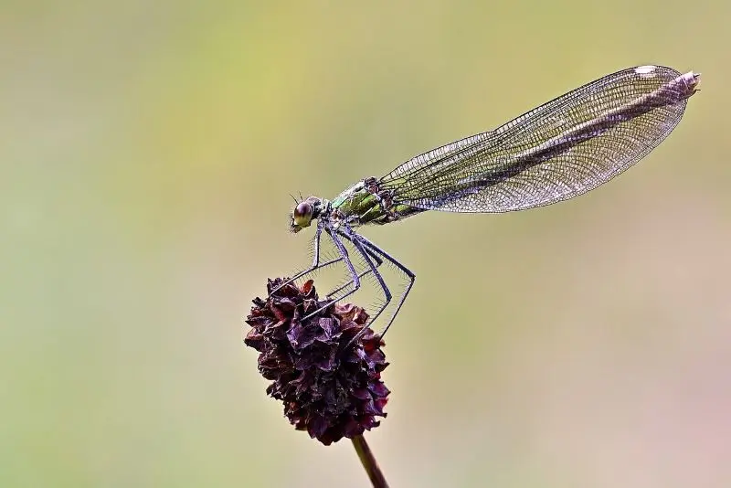 dragonfly©Jurgen de Pixabay