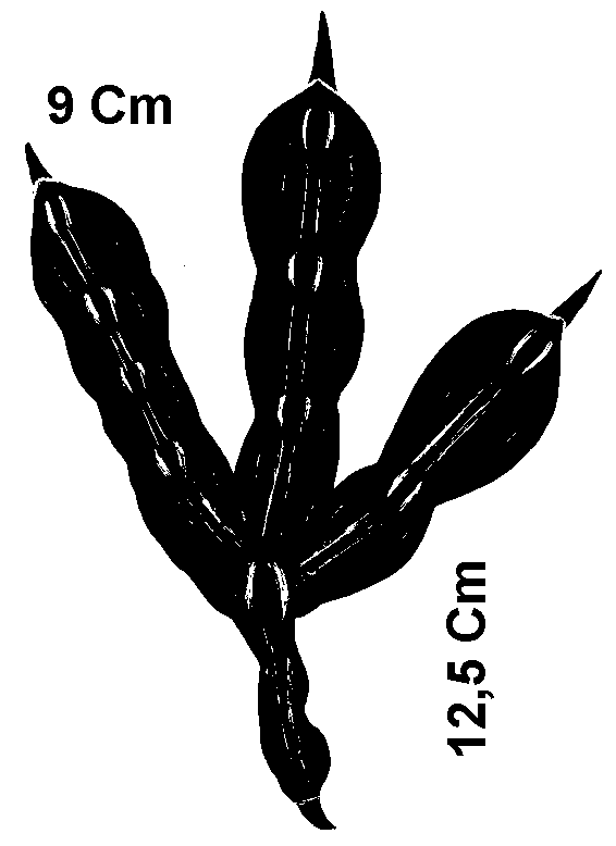 empreintes foulque