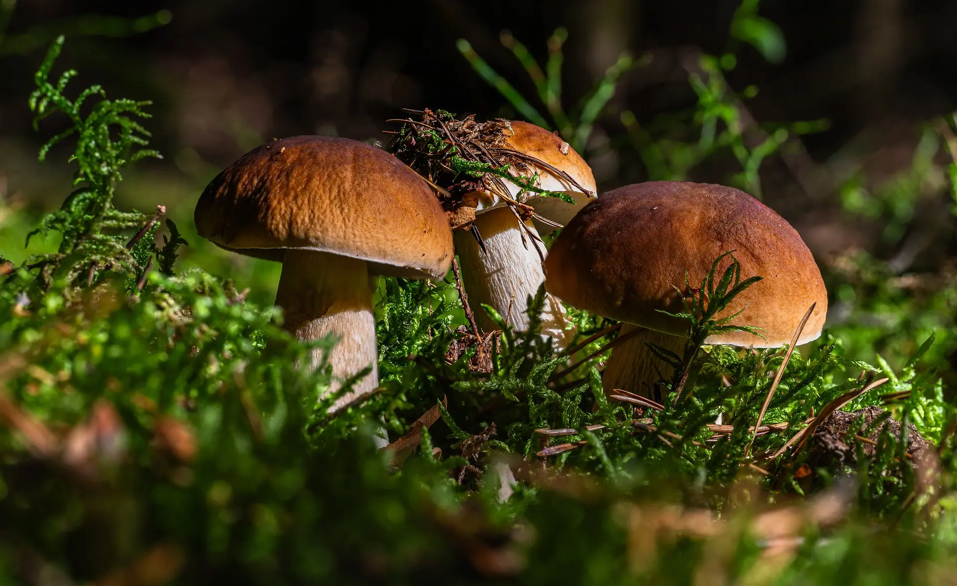 fotoblend-boletus-9847076_1920
