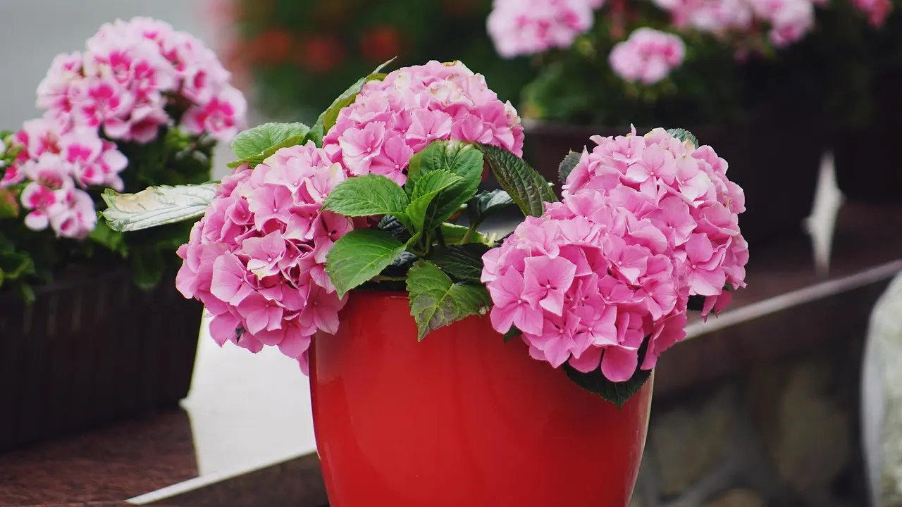 flowers-3510626_1280