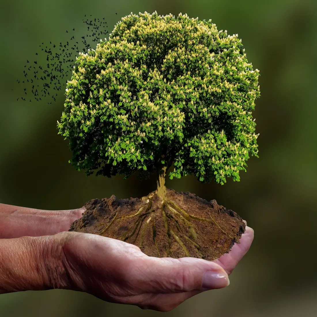 garten-gg-nature-4582137_1920