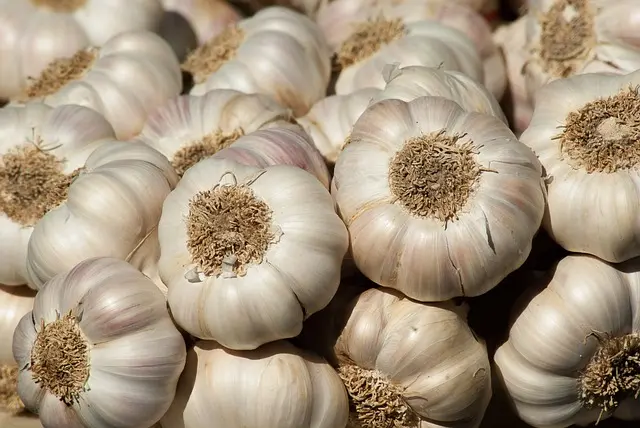 garlic-2097759_640
